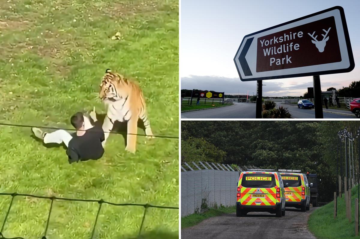 What Drove a Man Into a Siberian Tiger's Lair? The Tragic Scene Unfolds