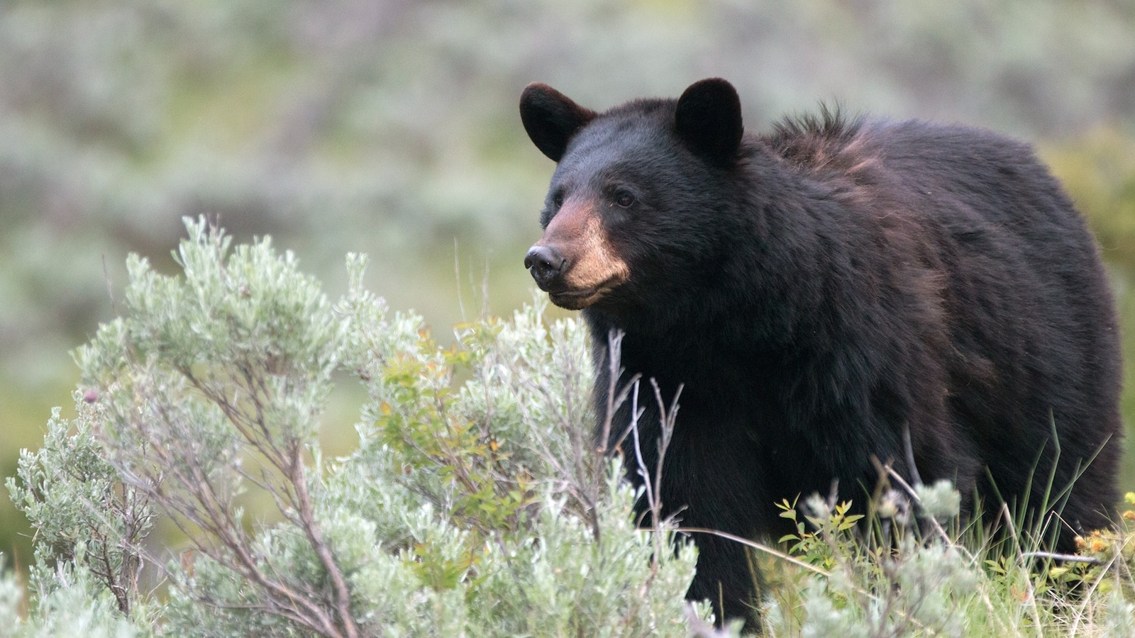 Terrifying Night: Colorado Bears Invade Homes and Campsites