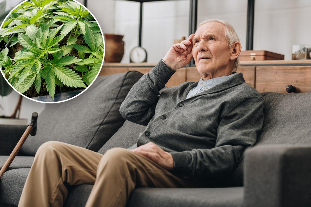Groundbreaking Study Reveals Unexpected Benefits of Cannabis for Dementia Patients