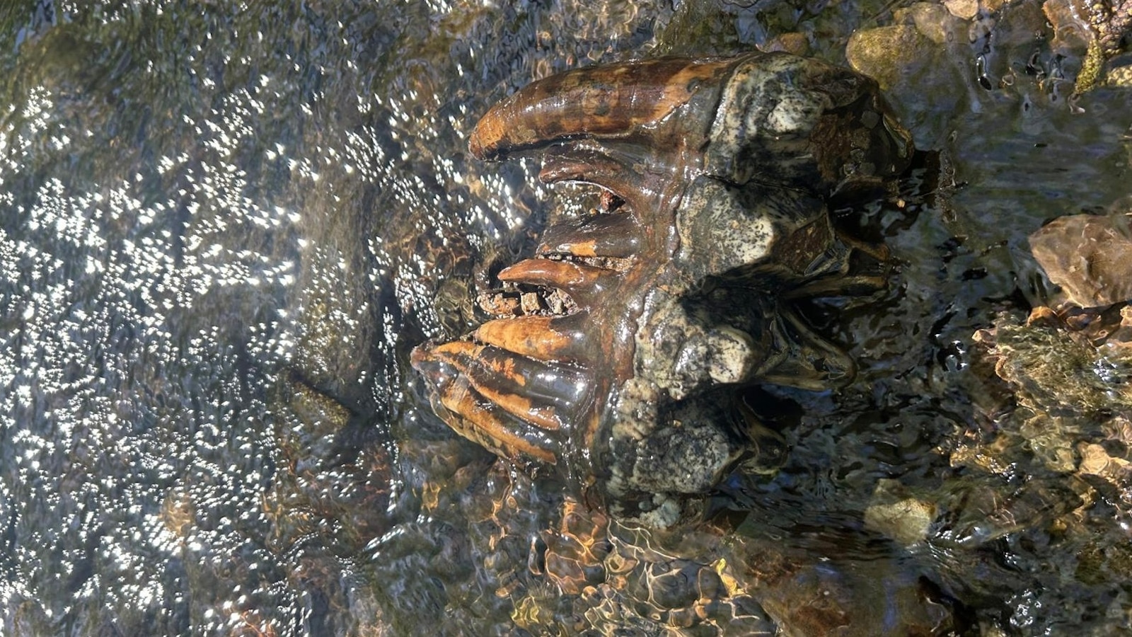 10,000-Year-Old Discovery in California Sparks Chills