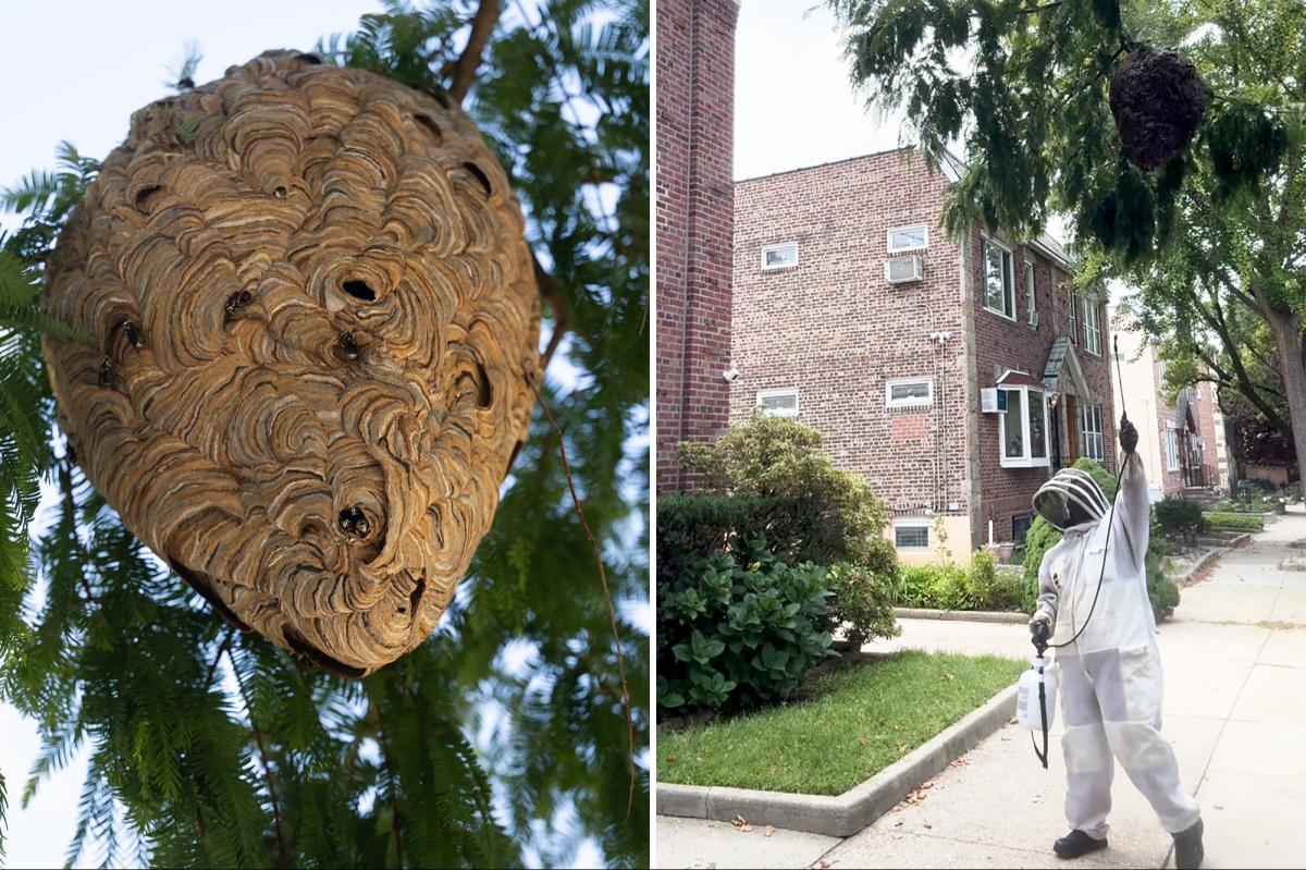The Unexpected Hero Who Took Down a Massive Hornet Threat in NYC