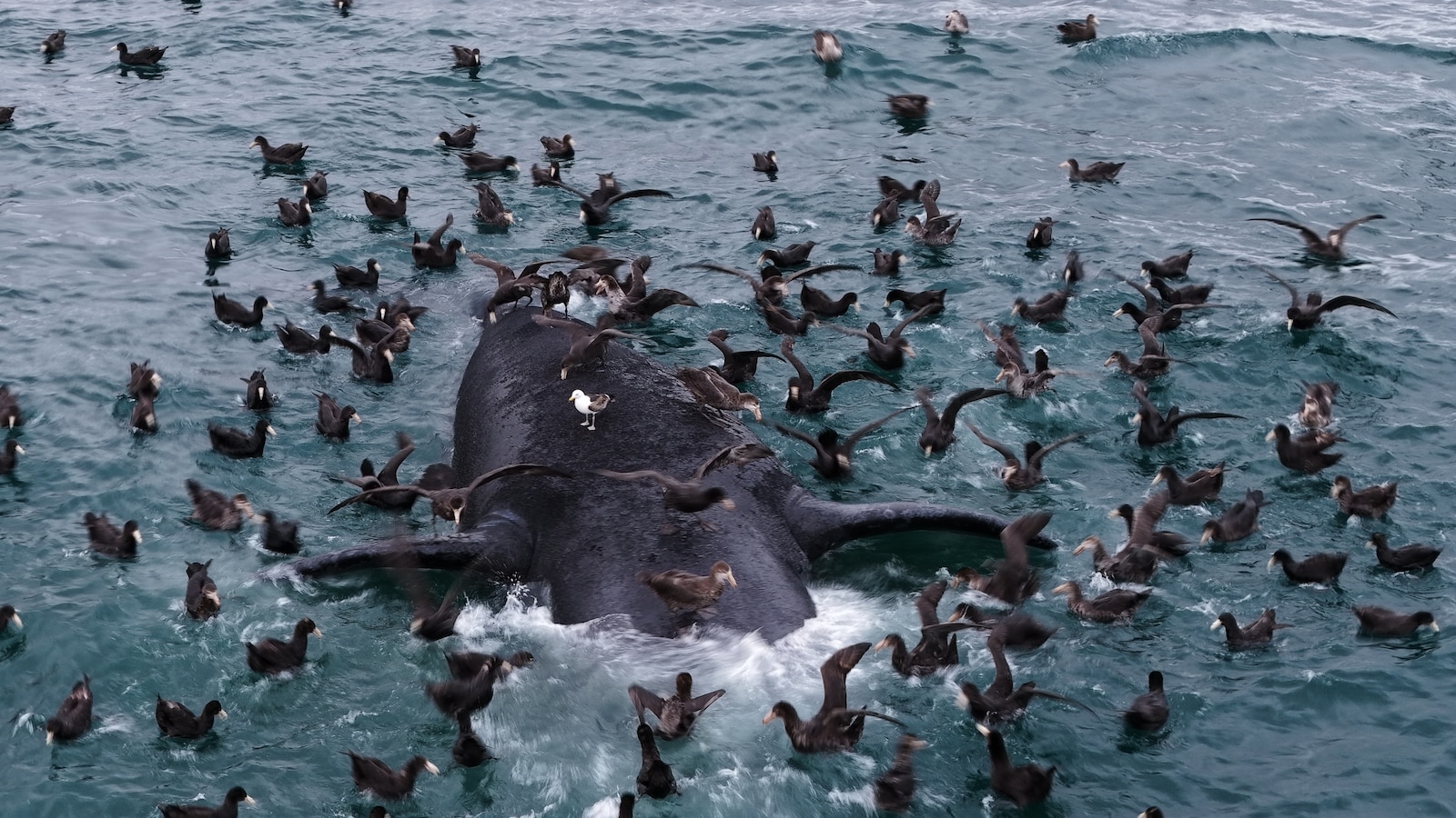 Why Are Baby Whales Mysteriously Dying in Argentina?