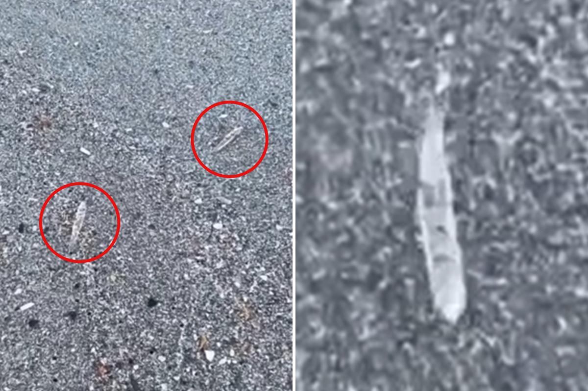Clear 'Jumping Sticks' Mystify Beachgoers on Florida's Space Coast