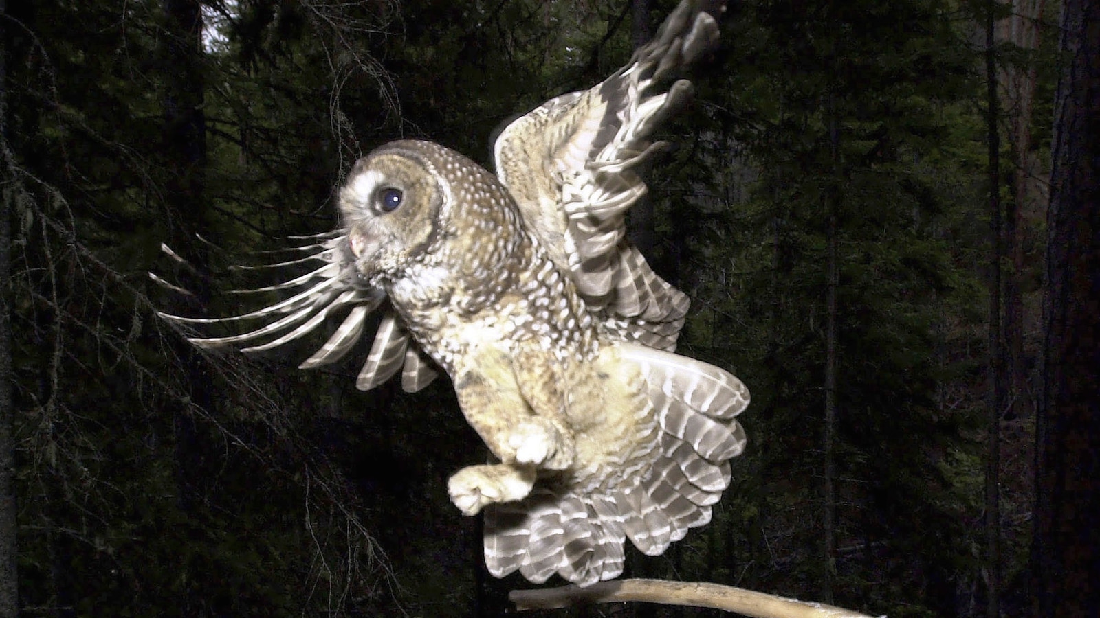 Trump's Bold Move: Endangered Species Protections Upended