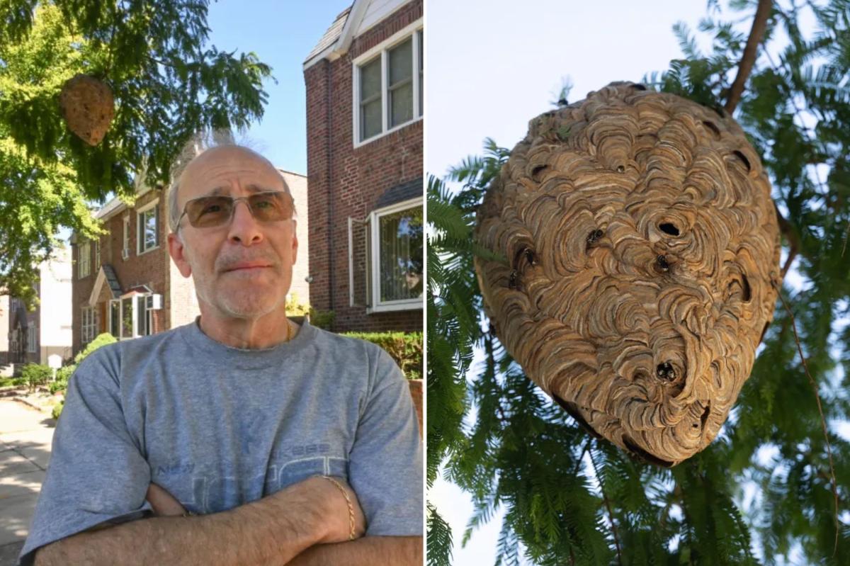 Queens Residents Buzzing with Anger as Massive Hornets' Nest Looms in Their Neighborhood