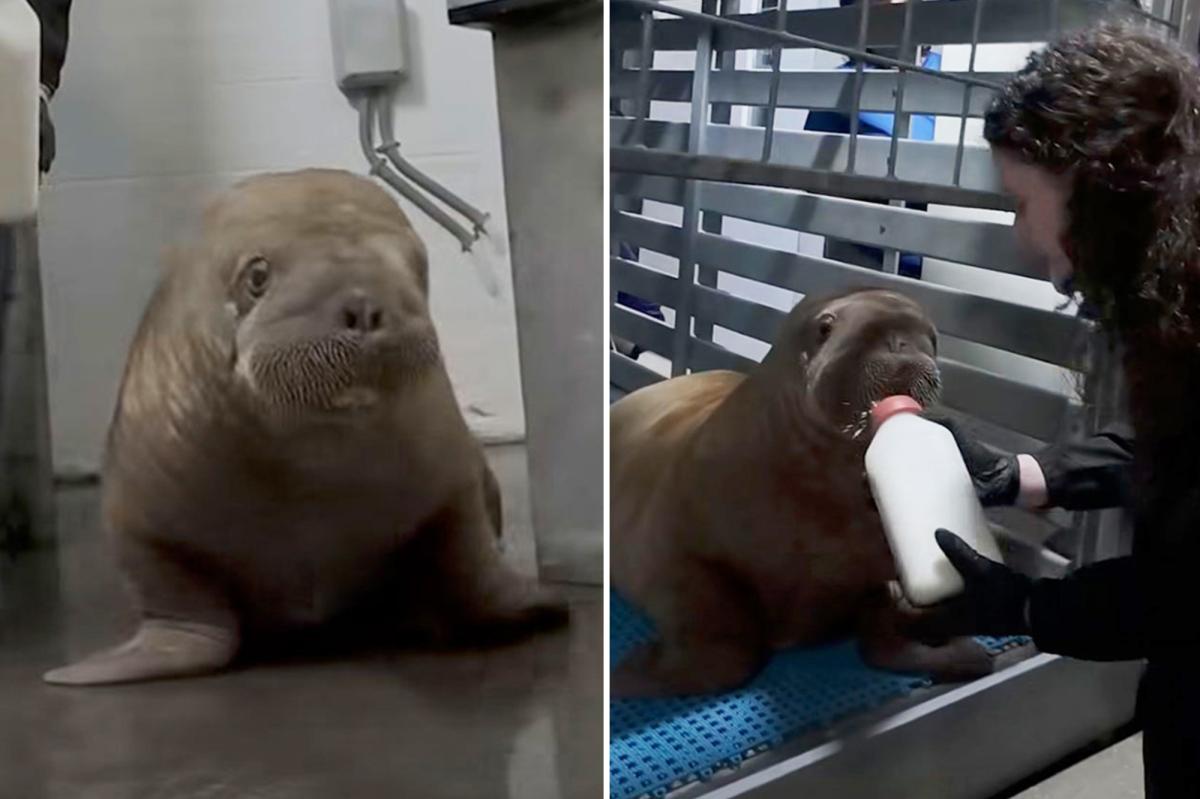 Alaskan Walrus Calf's Incredible 4,000-Mile Rescue to SeaWorld Orlando