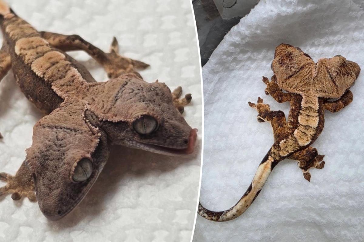 Miracle in Pennsylvania: Two-Headed Gecko Defies Nature's Odds
