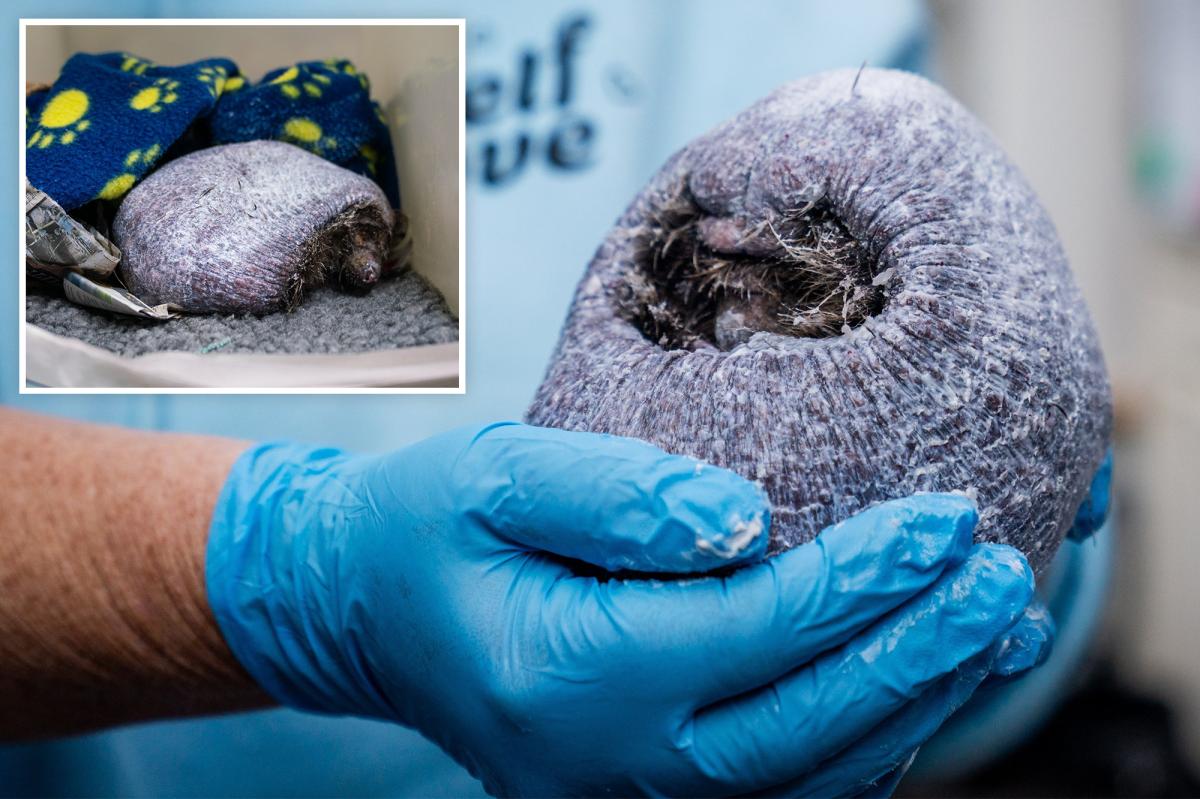 Why This Bald Hedgehog Is Captivating Millions Online