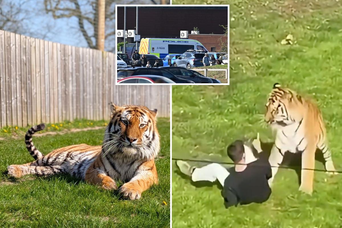 Tragic Last Dance: Man's Joyful Moments Before Fatal Tiger Encounter