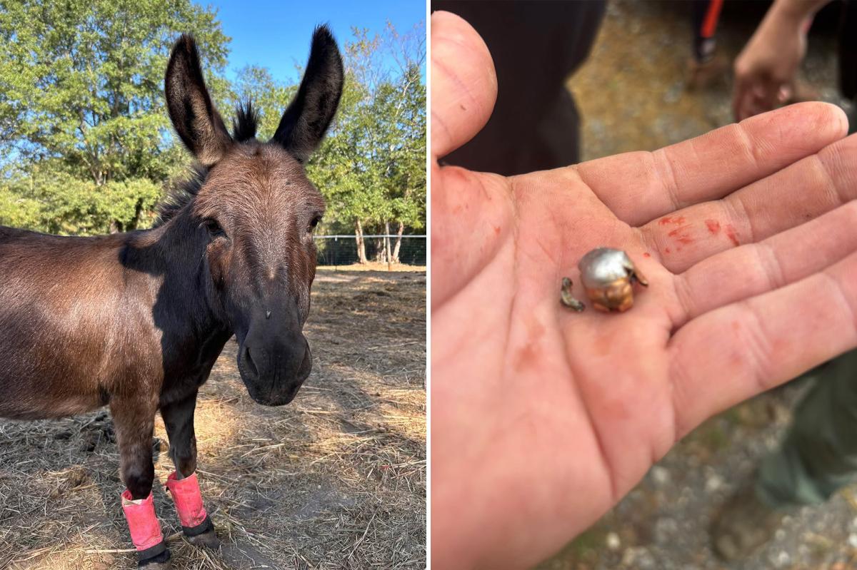 Outrage Erupts After Therapy Donkey's Tragic End