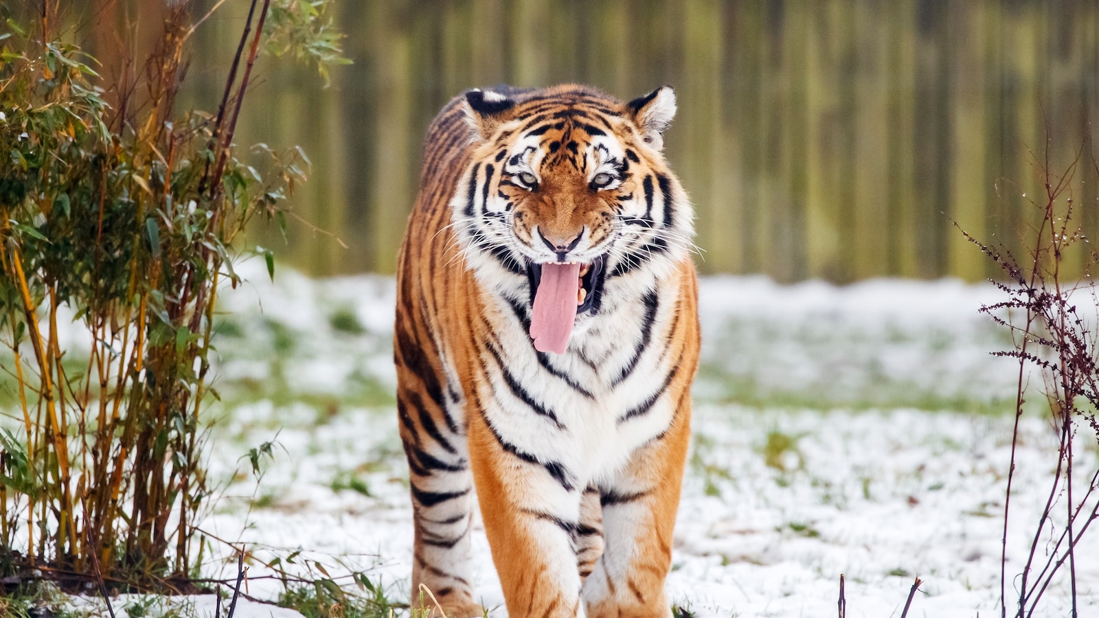 Tragic Encounter: What Led to a Fatal Tiger Attack at UK Wildlife Park?