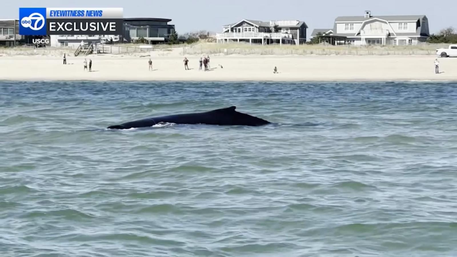 Dramatic Rescue: How a Juvenile Whale's Struggle Captivated Fire Island