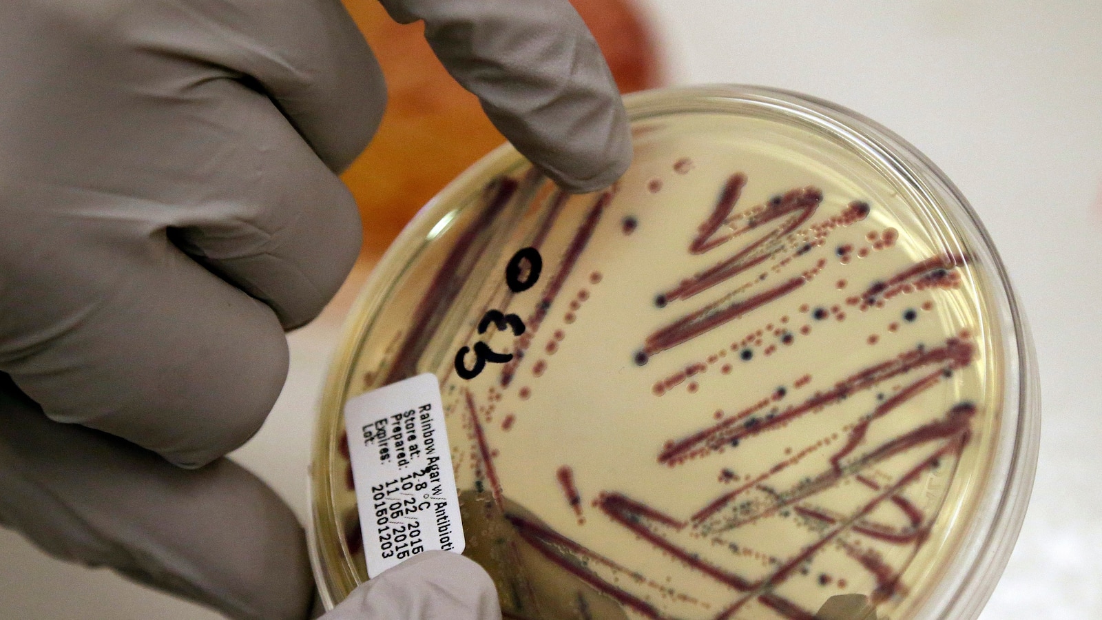 Alfalfa Sprouts Spark Mysterious Outbreak: What You Need to Know