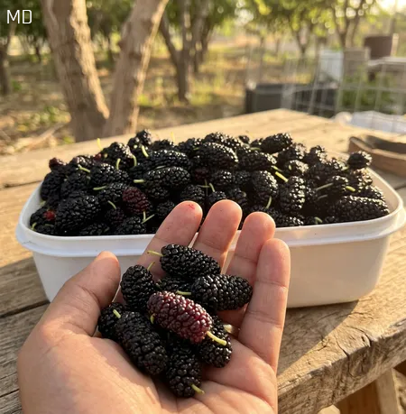 Unlock the Health Benefits of This Seasonal Fruit: Must-Try Tips for Enjoying it to the Fullest