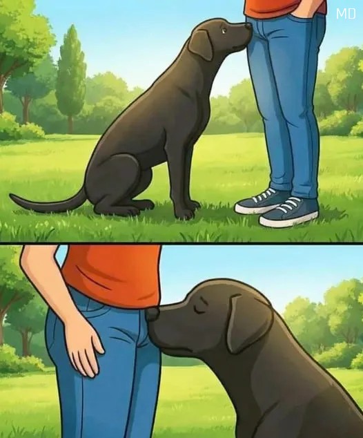 Unveiled: The Secret Messages Behind Dogs' Unique Sniffing Habits