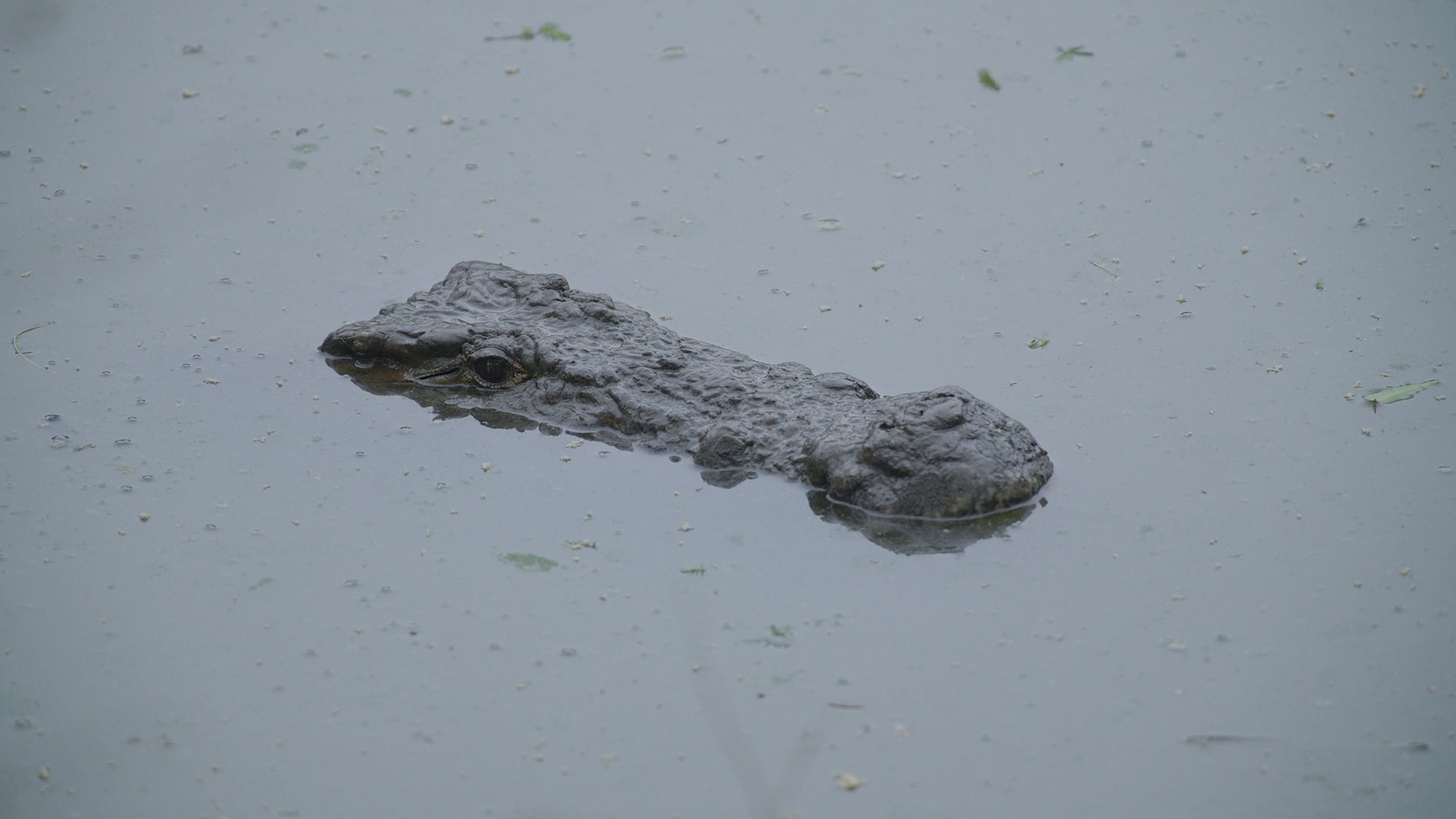 Tragic Beach Day: Man Dragged to Sea by Crocodile Raises Safety Alarms