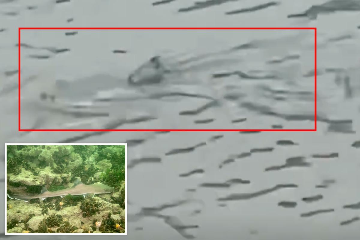 Shark Spotted in Flooded Streets: What Was Really Swimming in New Jersey?