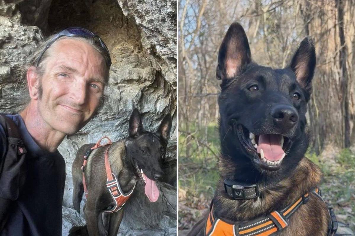 Service Dog's Fate Hangs in Balance: Fight to Save Major Intensifies