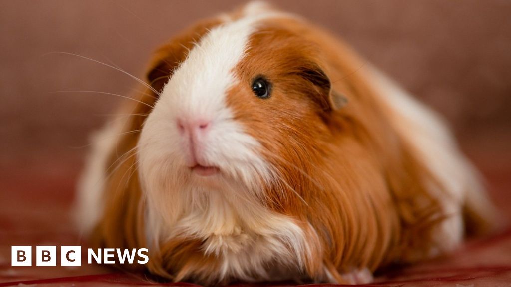 Why This Couple's Guinea Pig Farm Is Turning Heads