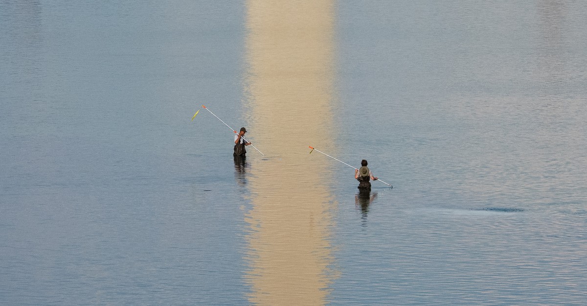 The Algae Crisis at the Reflecting Pool: What's Really Lurking Beneath?