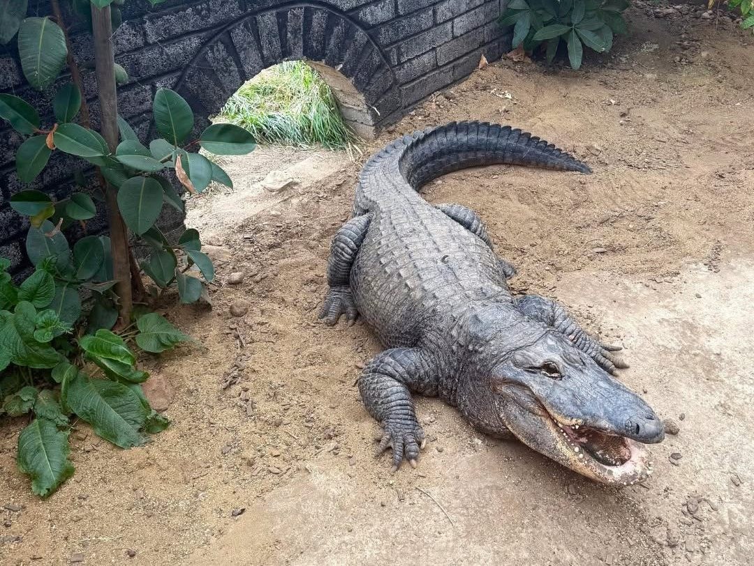 Three-Year-Old's Terrifying Encounter: Thrown into Crocodile Pit