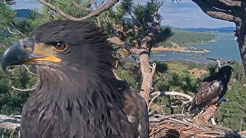 Beloved Bald Eagle in Peril: What Happened to Jackie?