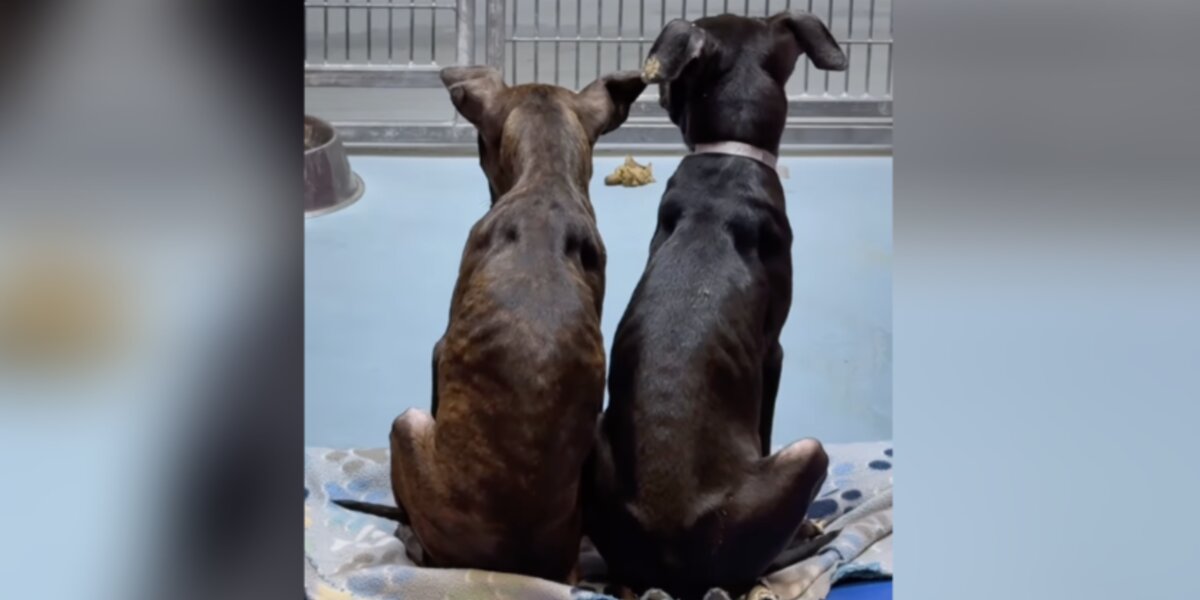 Heartbreaking Twist: 'Twin' Puppies Face Final Countdown